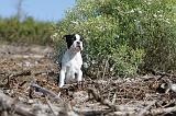 BOSTON TERRIER 092